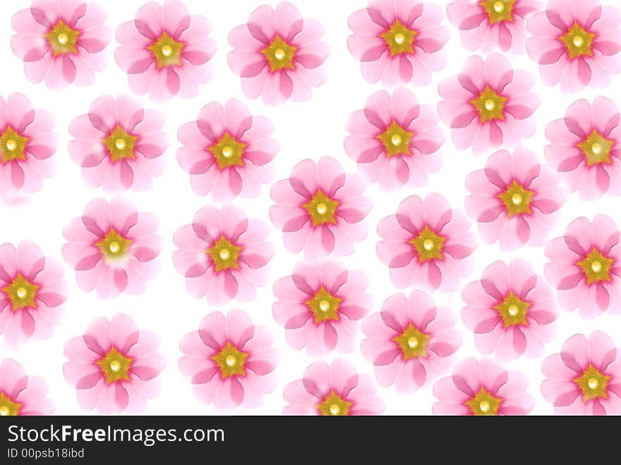 Pattern of pink flowers with white background