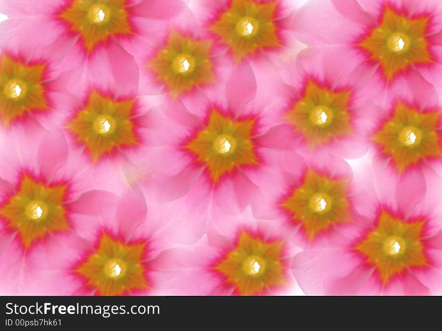 Transparent pink flowers on light box. Transparent pink flowers on light box