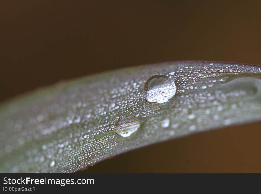 Water droplet close up in plant leaves. Water droplet close up in plant leaves