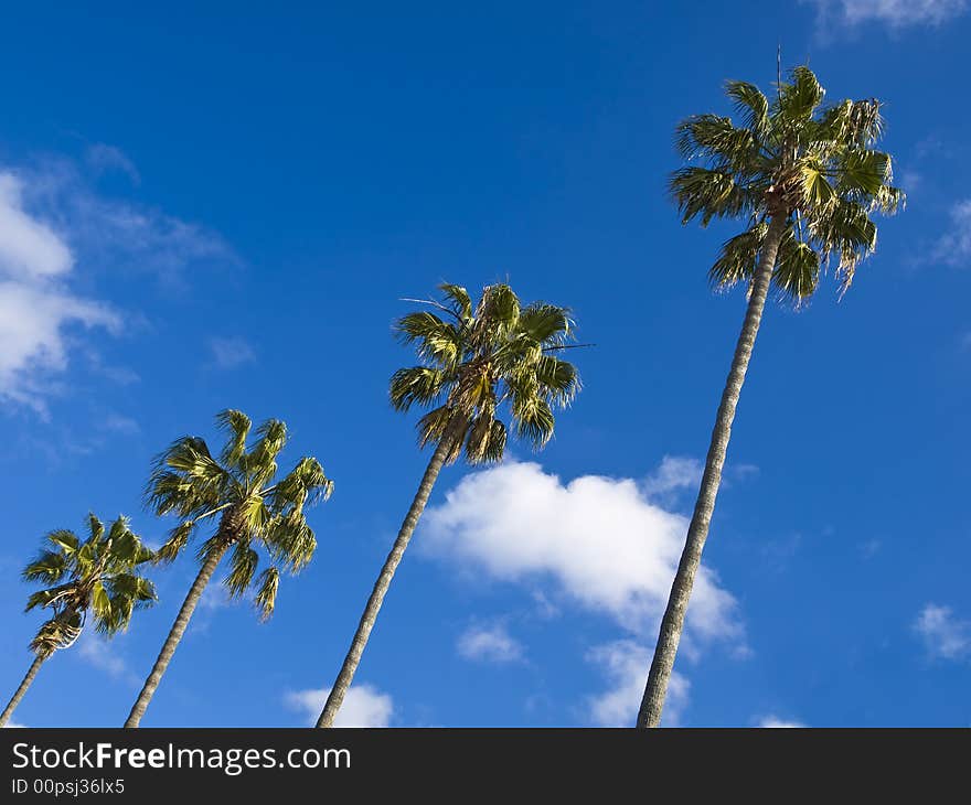 Palm trees