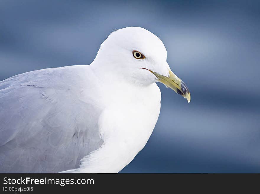 Sea Gull