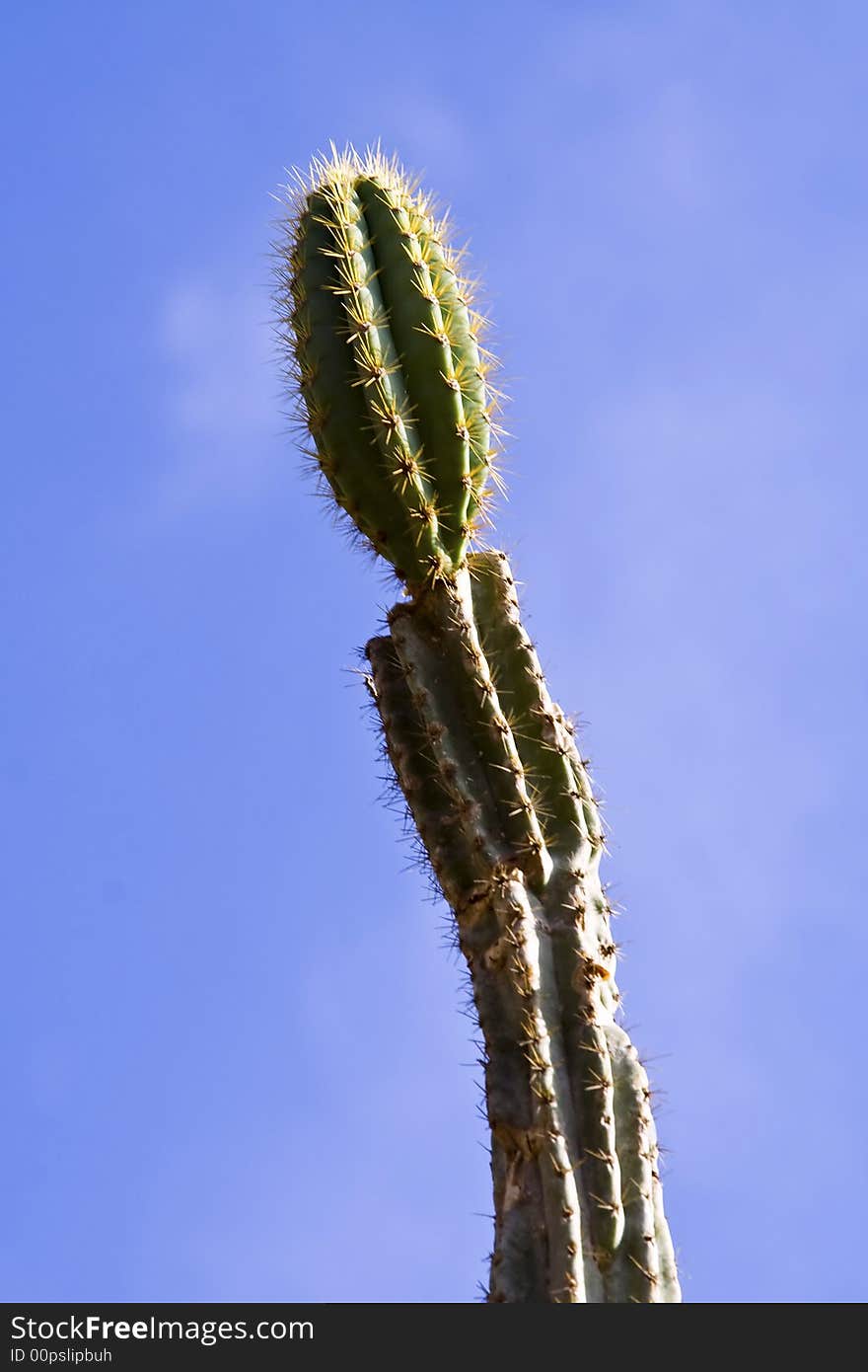 Tropical cactus against blue sky