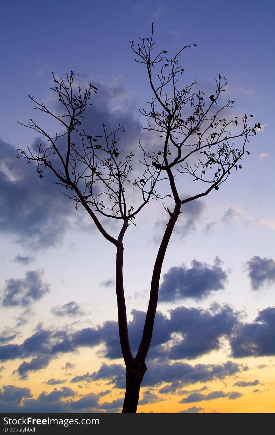 Tropical holidays tree in sunset