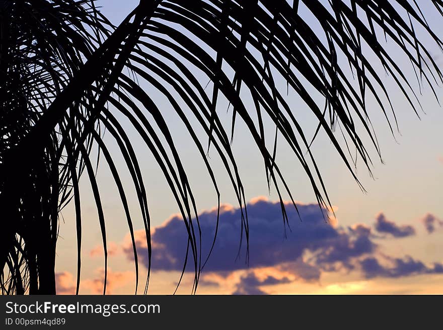 Caribbean vacation sunset, palm leaf