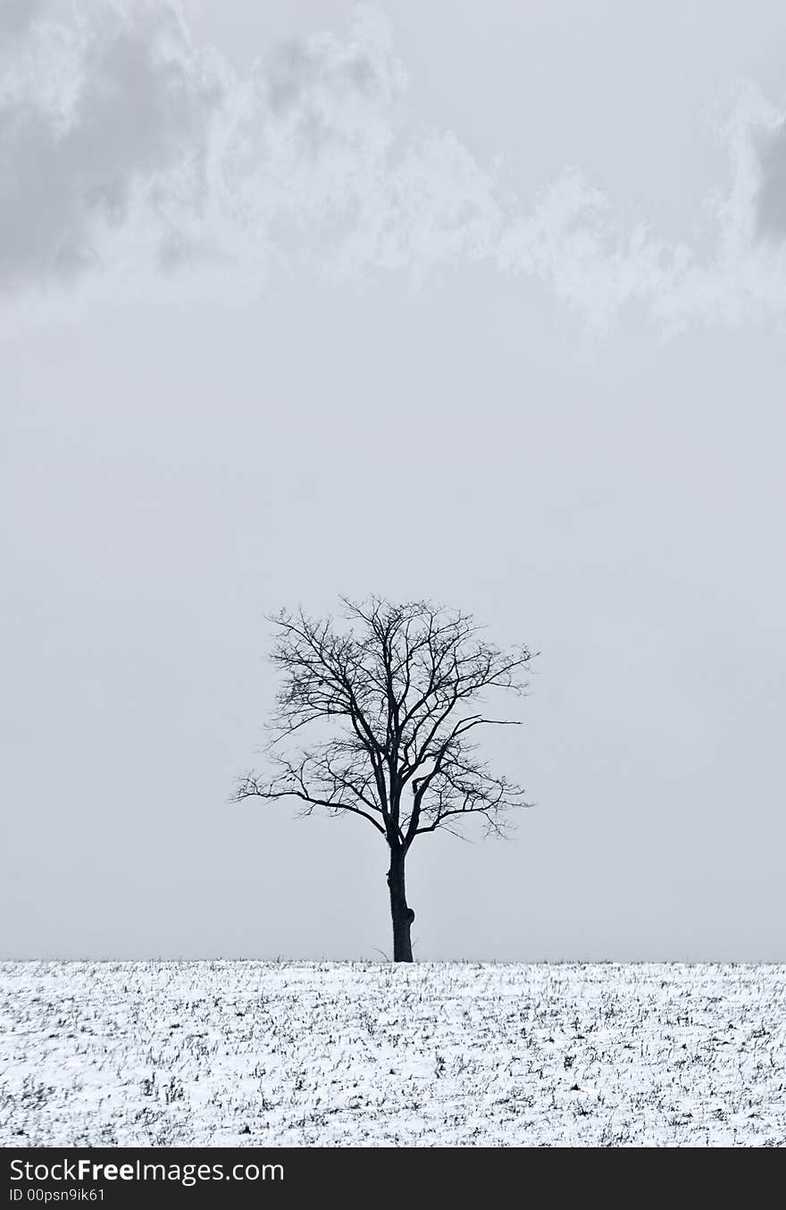Single tree in a field covered in snow