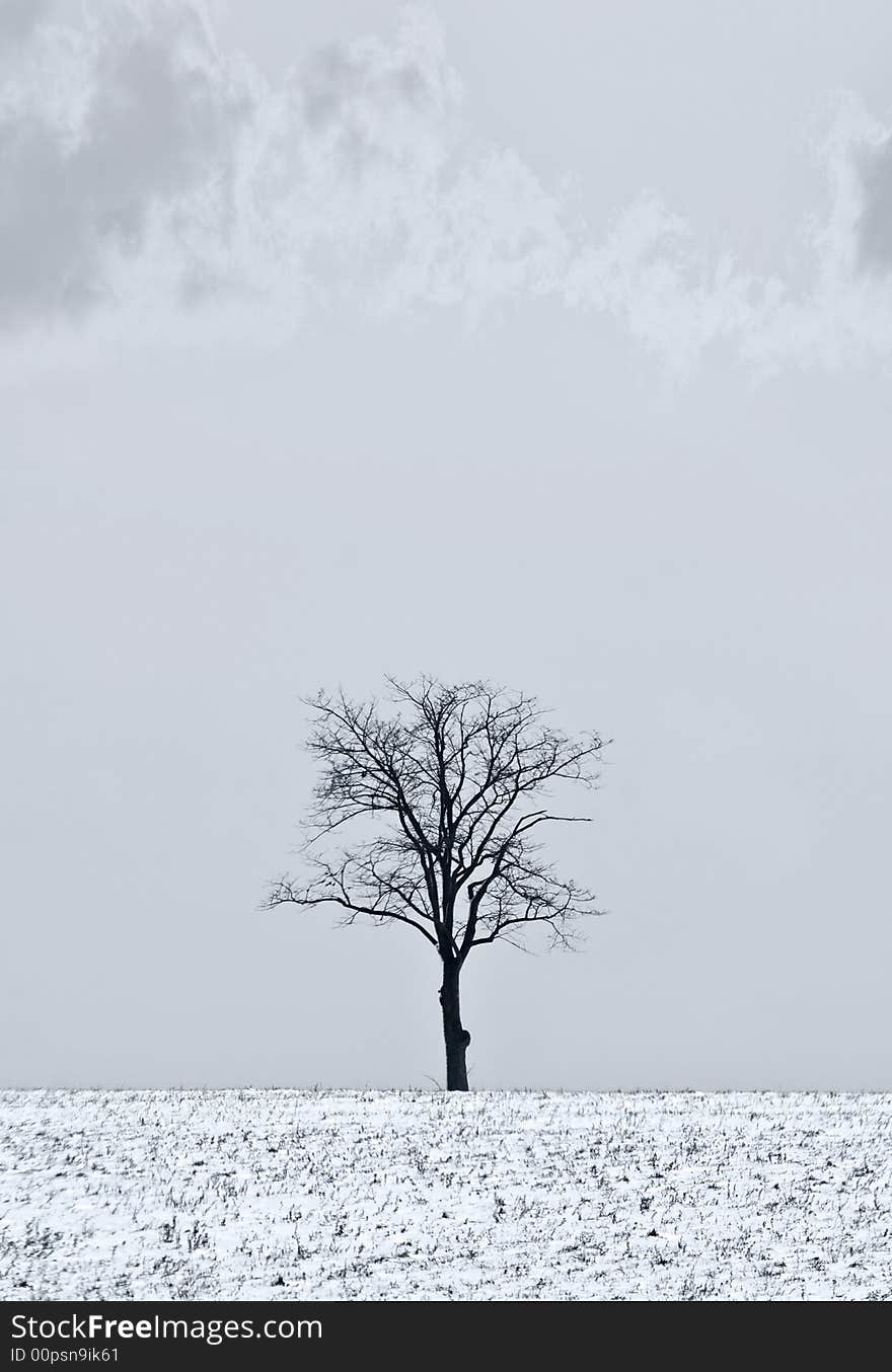 Single Tree