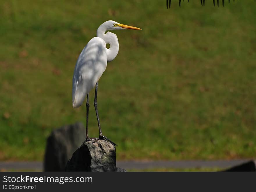 Little Egret Standing On The Rock