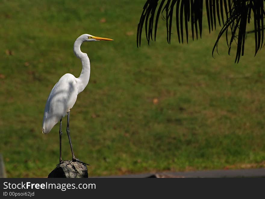 Little egret standing on the rocks