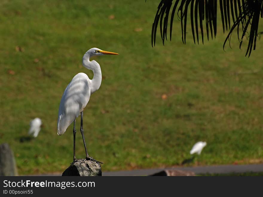 Little egret standing on the rocks