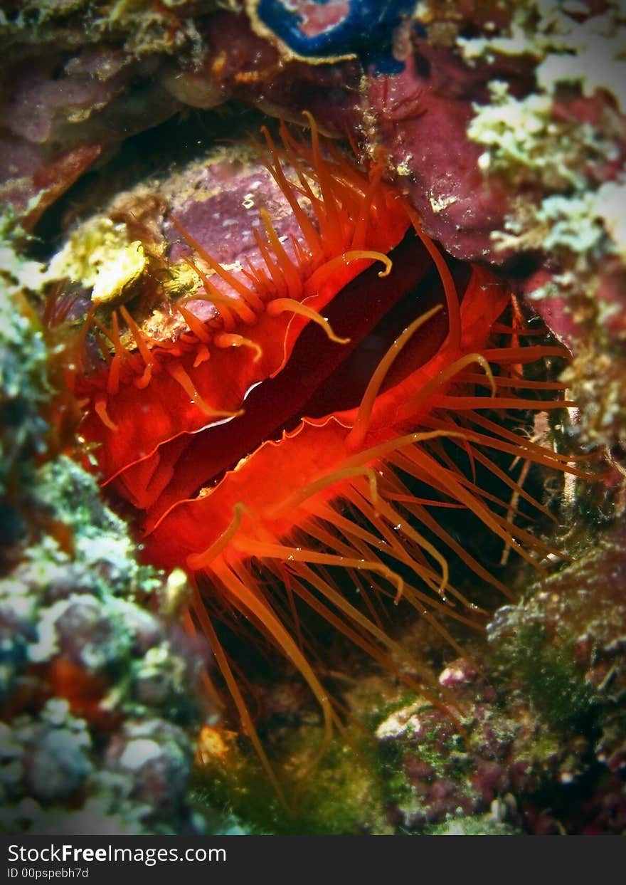 Electric clam. Possbily a Lima sp. It has a kind of electric light that moves along the lips of the flesh. Electric clam. Possbily a Lima sp. It has a kind of electric light that moves along the lips of the flesh.