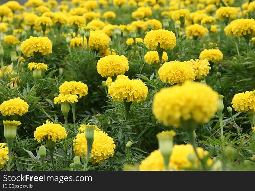 Malaysian Carnation