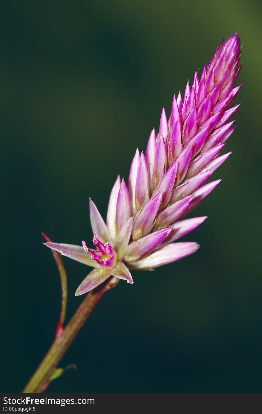 The first full bloomed flower. The one at the bottom of the posies open the first, show great animation, energy and vital force of life. The first full bloomed flower. The one at the bottom of the posies open the first, show great animation, energy and vital force of life.