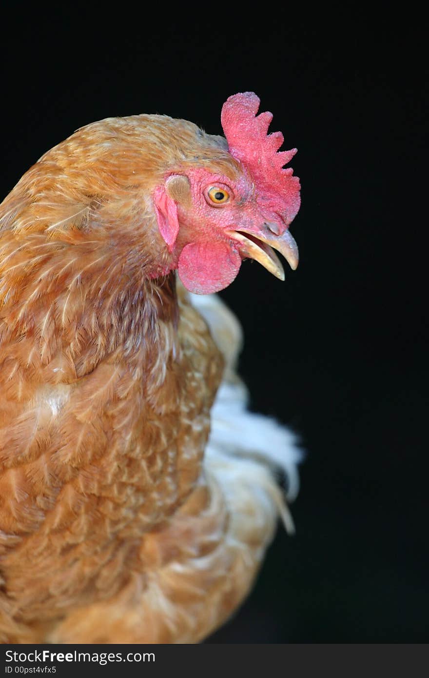 Hen, biddy waiting on the farm