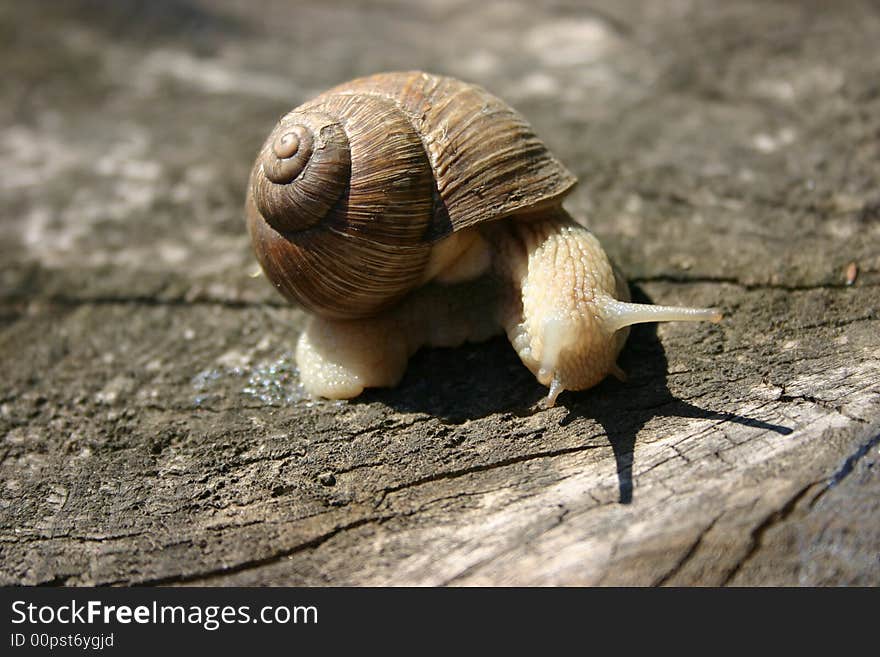 Snail