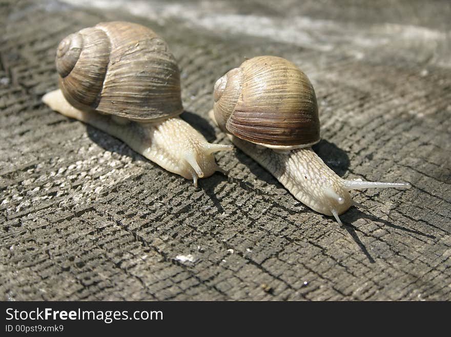 Snails competition on the farm