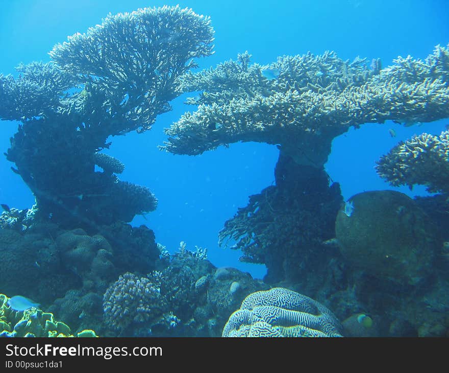 Corals in the Red Sea