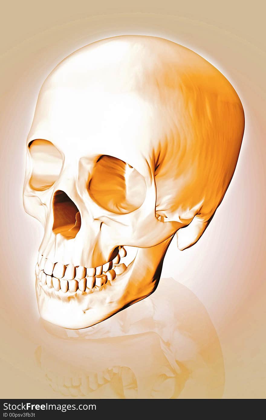 Human scull