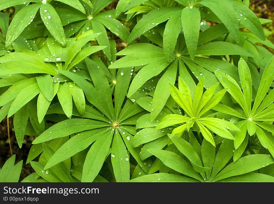 Bright colours in the green leaves, nature after rain. Bright colours in the green leaves, nature after rain.