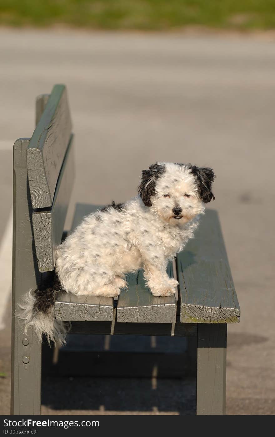 A sweet dog is resting on a bench. A sweet dog is resting on a bench