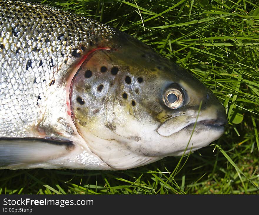 Close-up of salmo scales. Close-up of salmo scales