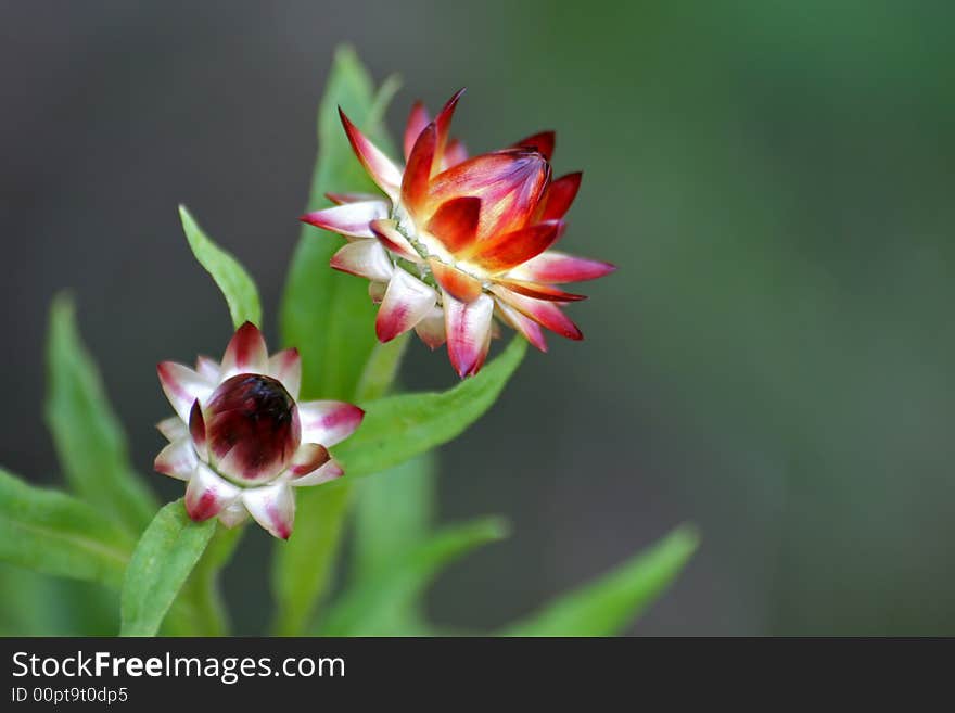 Macro di piccoli fiori primaverili