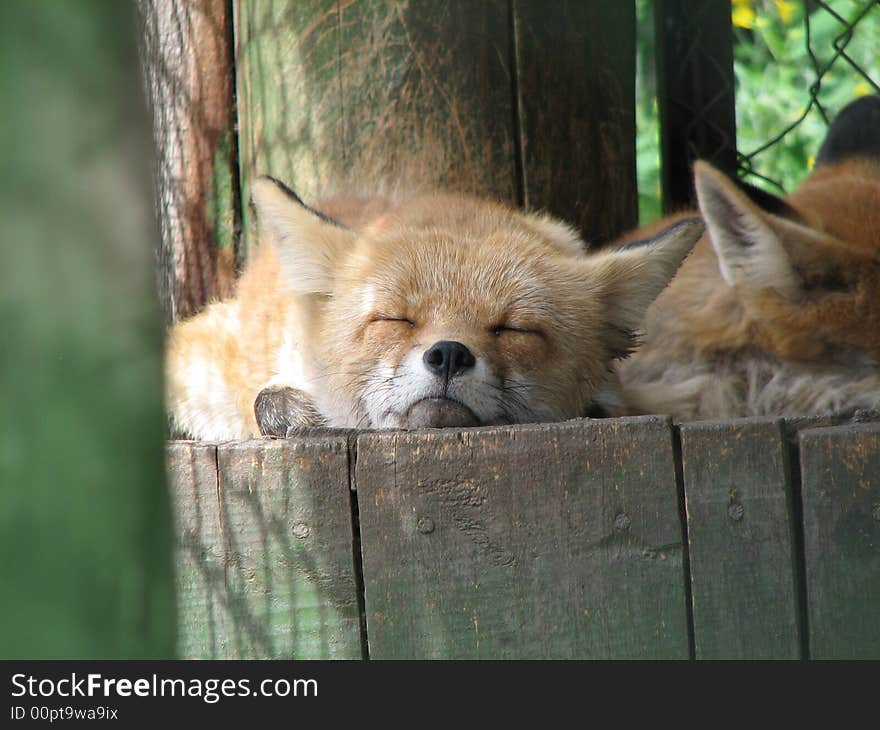 Fox in zoological gardens, Bristol, UK