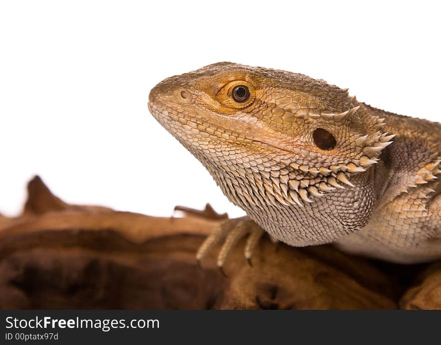 Bearded Dragon on a piece of wood, in front of a white background