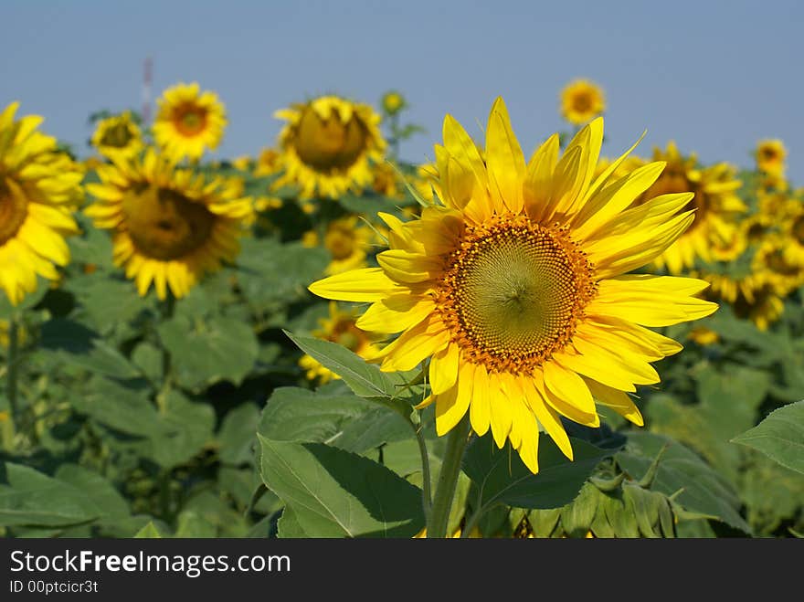 A different kind of sunflower