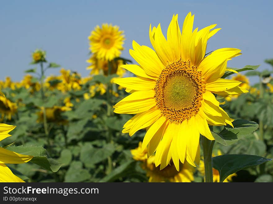 A different kind of sunflower