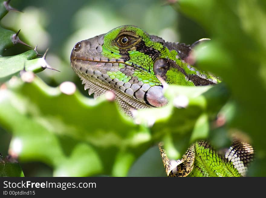 The lizard hidden in the cactus