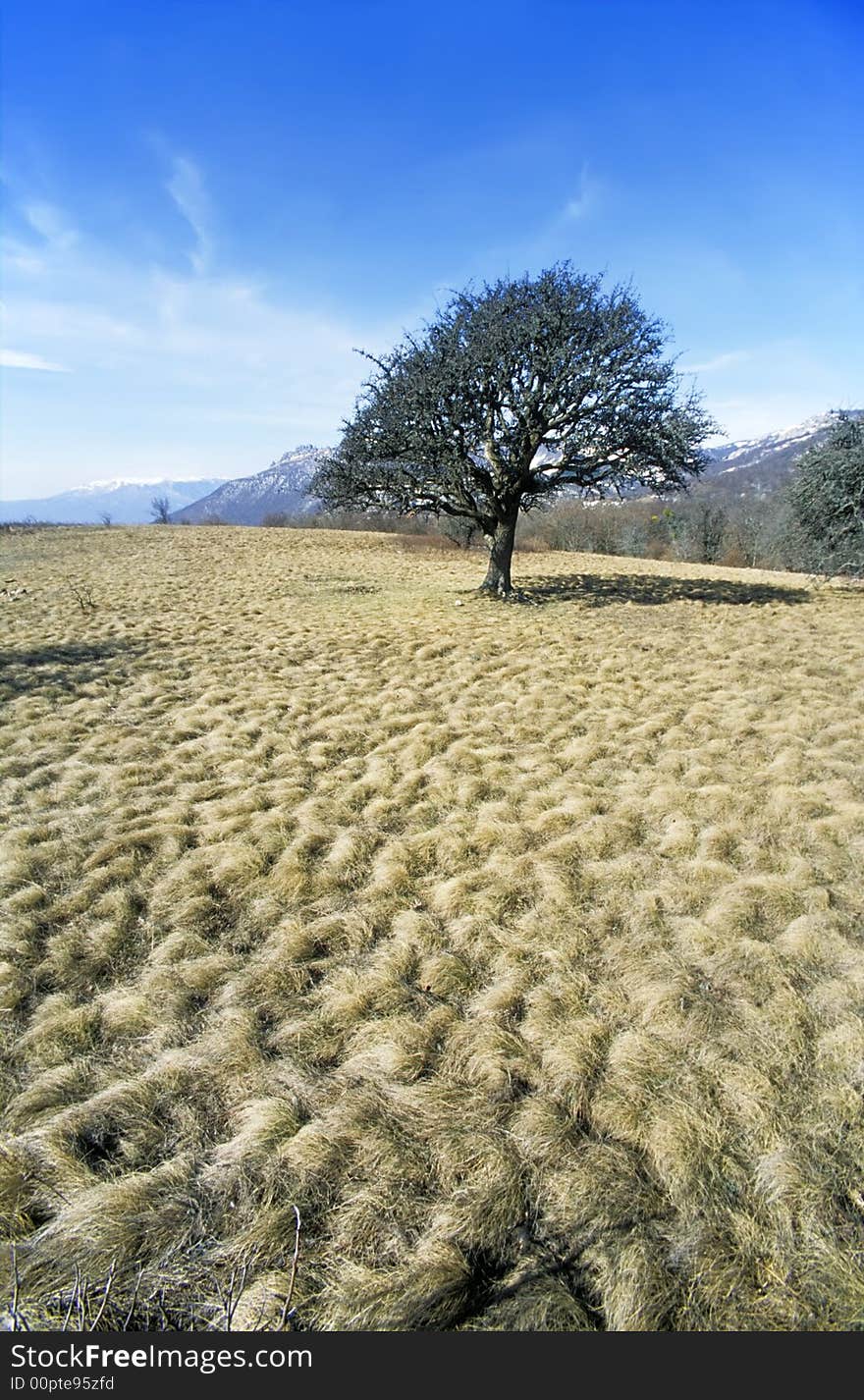 Tree On Plateau