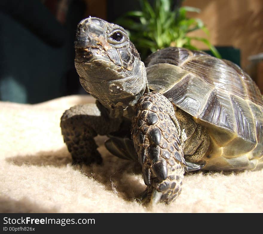 Testudo graeca, turtle closeup