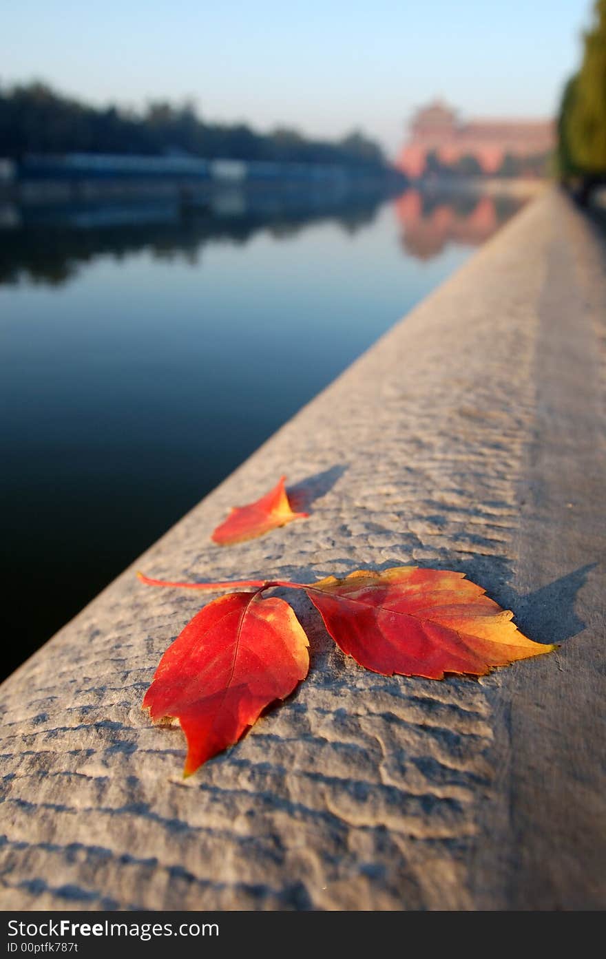 Leaves of autumn