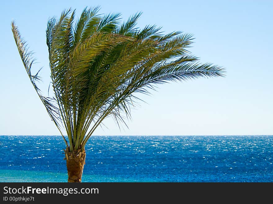 Tropical palm tree and ocean. Tropical palm tree and ocean