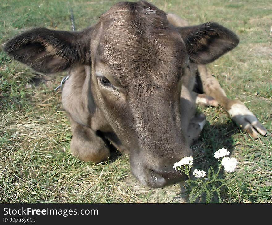 Young cow on the field