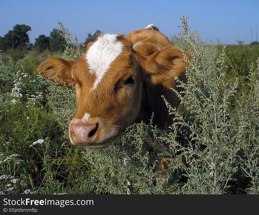 Portrait of young cow on the field