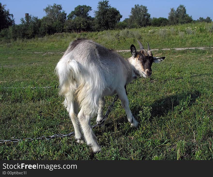 Goat on the green field