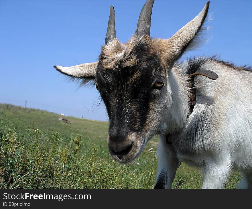 Portrait of young cow on the field. Portrait of young cow on the field