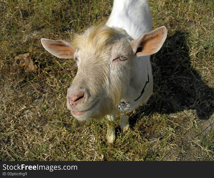 Portrait of goat which grazes on the field