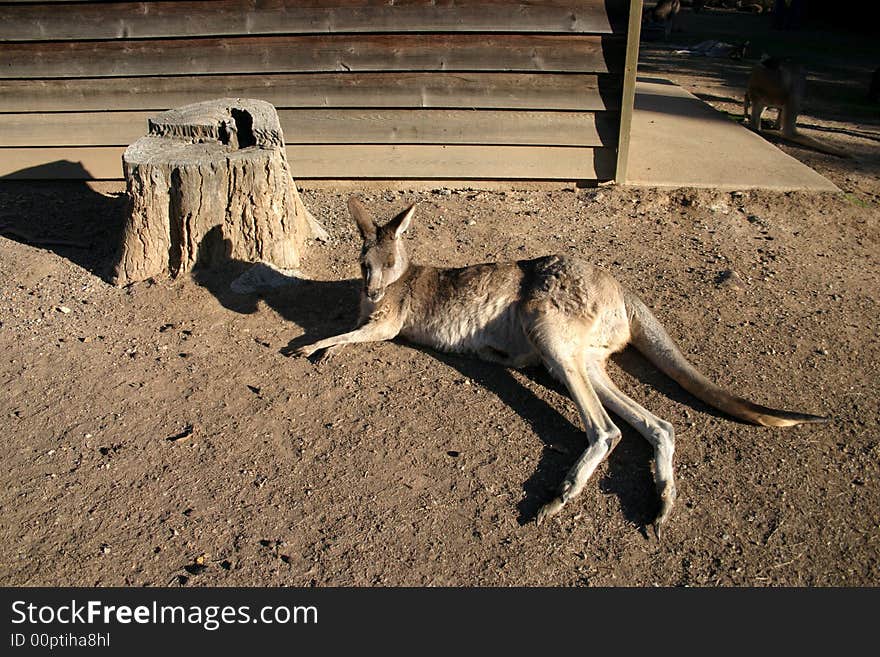 A kangaroo is a marsupial from the family Macropodidae