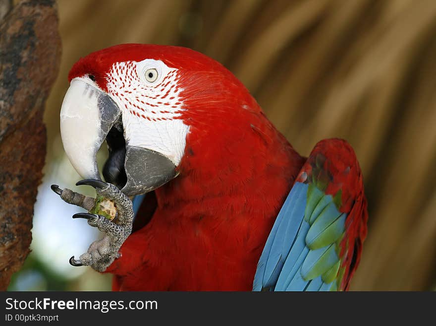 Macaw up close