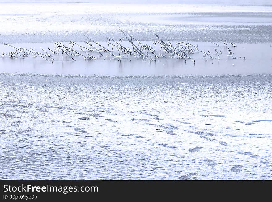 The scene of frozen lake and plant