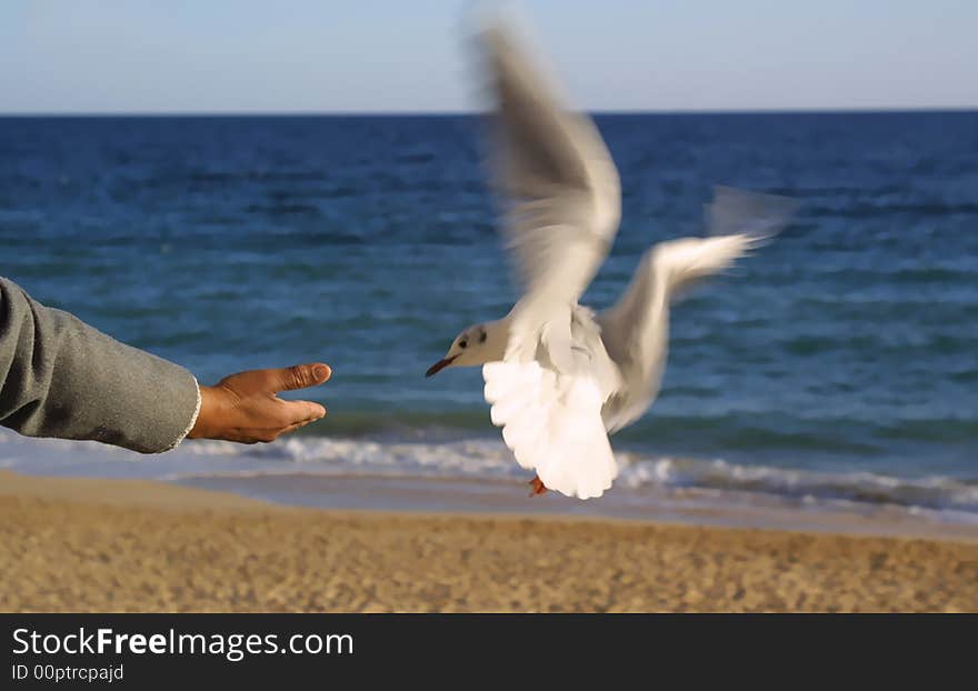 Woman's hand giving bread to seagull in the beach with the sea and sky as background - symbol of peace and freedom