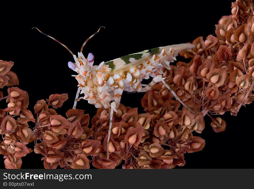 A male spiny mantis is staring directly at the camera. A male spiny mantis is staring directly at the camera.