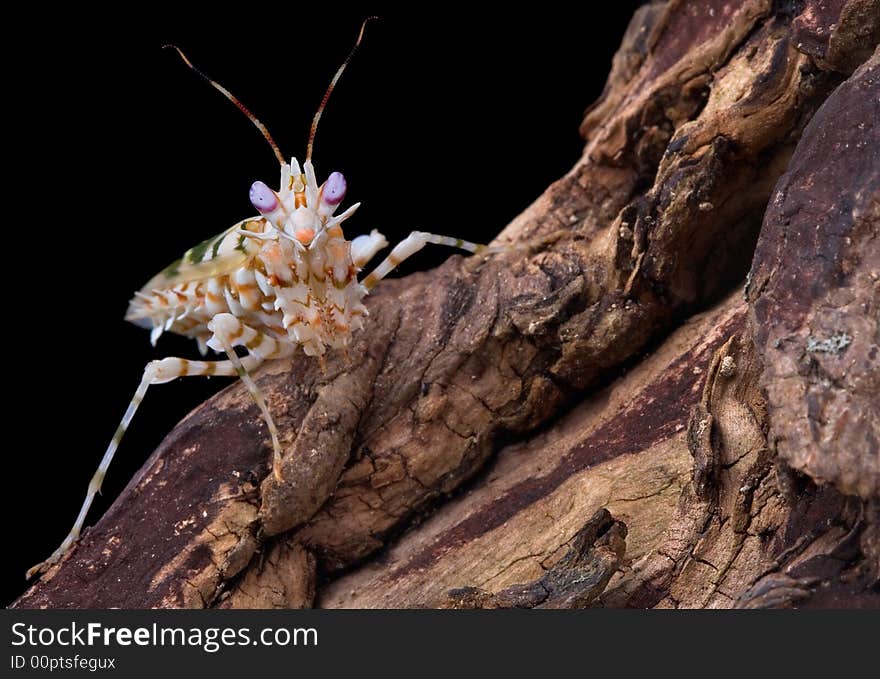 A male spiny mantis is staring directly at the camera. A male spiny mantis is staring directly at the camera.