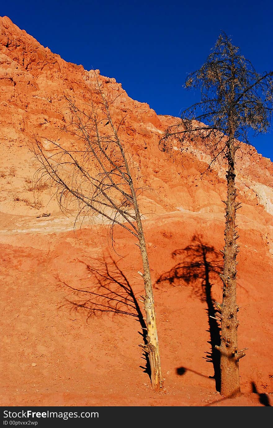 Red mountain at the north of argentina with a thin tree into it. Red mountain at the north of argentina with a thin tree into it