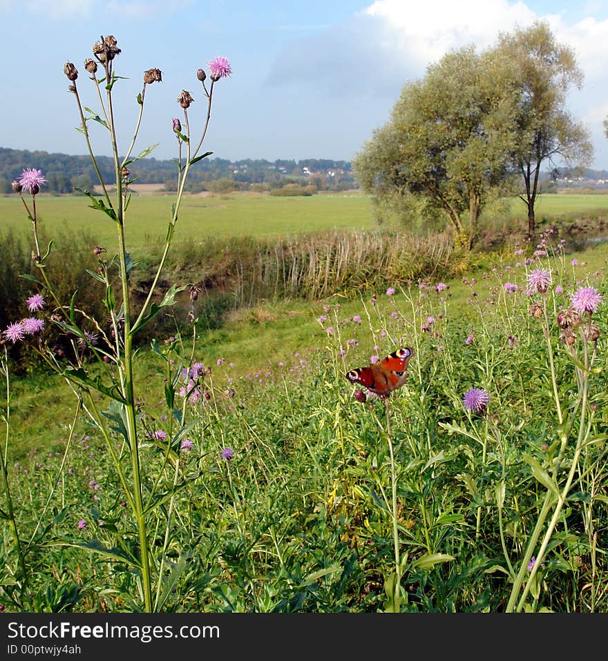 The butterfly,flowers and Bavarian Landscape