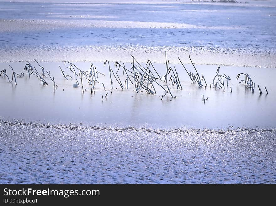 The scene of frozen lake and plant