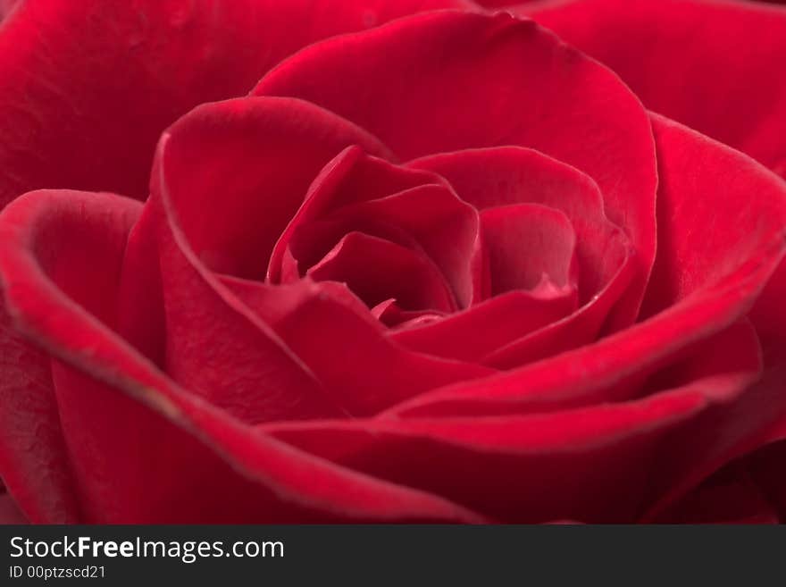 Close-up of a single red rose. Close-up of a single red rose