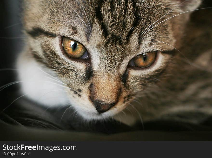 Close-up of cat on the black background